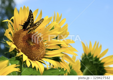 ひまわりに止まる美しいアゲハチョウ 蜜を求めて 青空 ひまわりに止まる美しいアゲハチョウ 蜜を求めて 青空 129427582