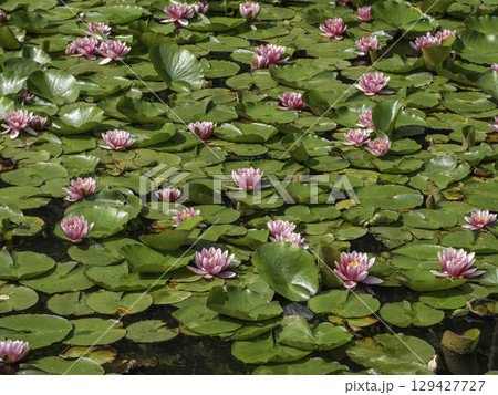 水面に浮かぶピンクの睡蓮 129427727