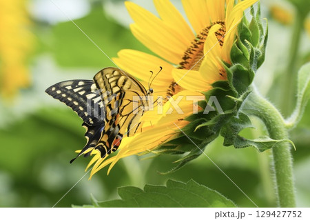 向日葵に止まるキレイなアゲハチョウ　蜜を求めて 129427752