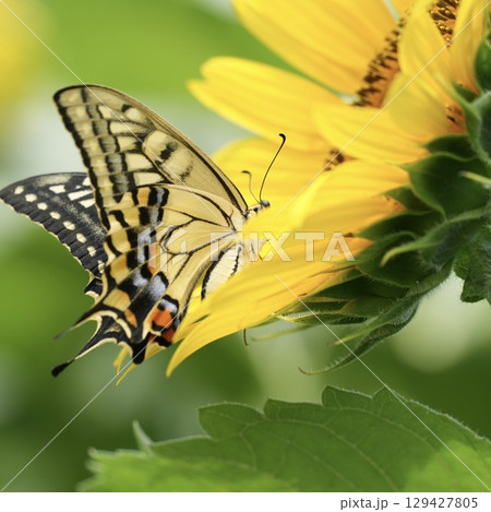 向日葵に止まるキレイなアゲハチョウ 蜜を求めて 向日葵に止まるキレイなアゲハチョウ 蜜を求めて 129427805
