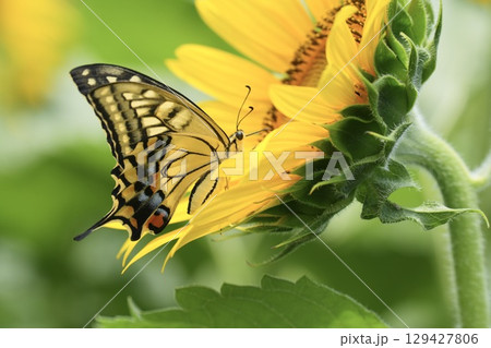 向日葵に止まるキレイなアゲハチョウ 蜜を求めて 向日葵に止まるキレイなアゲハチョウ 蜜を求めて 129427806