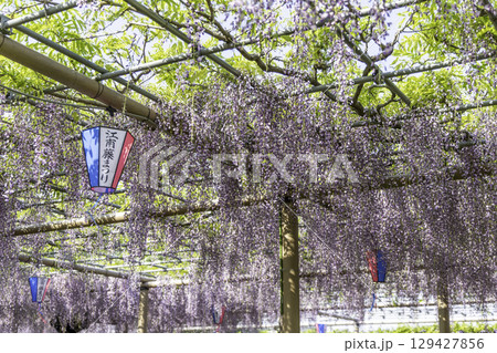 愛知県曼陀羅寺公園江南藤まつりと提灯の風景 129427856