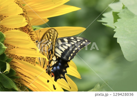 ヒマワリに止まるキレイなアゲハチョウ 蜜を求めて ヒマワリに止まるキレイなアゲハチョウ 蜜を求めて 129428036