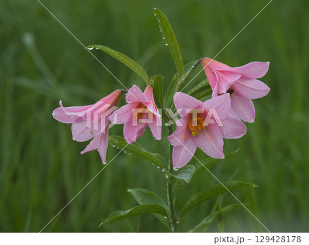 雨に濡れたヒメサユリの花 129428178