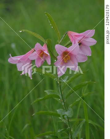 雨に濡れたヒメサユリの花 129428179