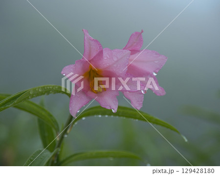 雨に濡れたヒメサユリの花 129428180
