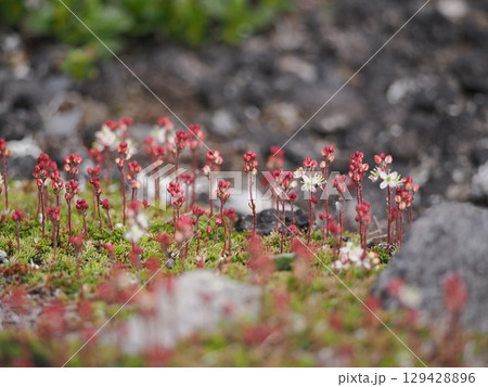 チシマツガザクラの小さな花 チシマツガザクラの小さな花 129428896