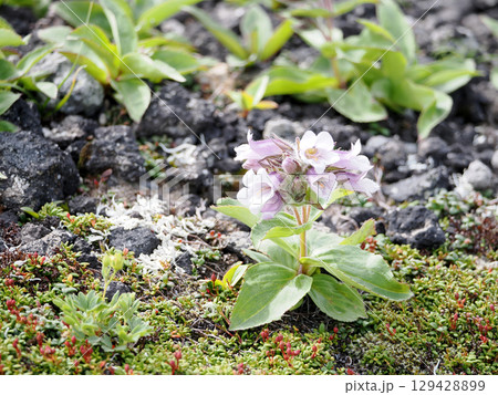 イワブクロの花 129428899