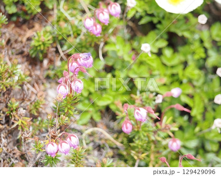 エゾノツガザクラの花 エゾノツガザクラの花 129429096