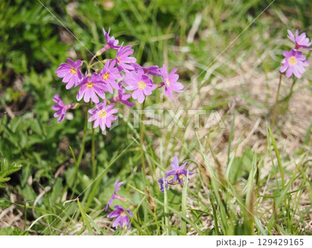 エゾコザクラの花 エゾコザクラの花 129429165