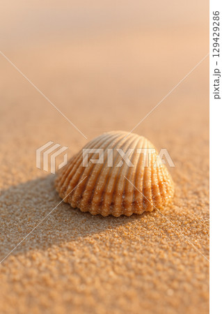 A solitary seashell rests peacefully upon the warm, sun-kissed golden sand of a tranquil beach 129429286