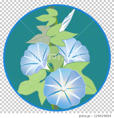 具有圓形背景的牽牛花插圖 129429604