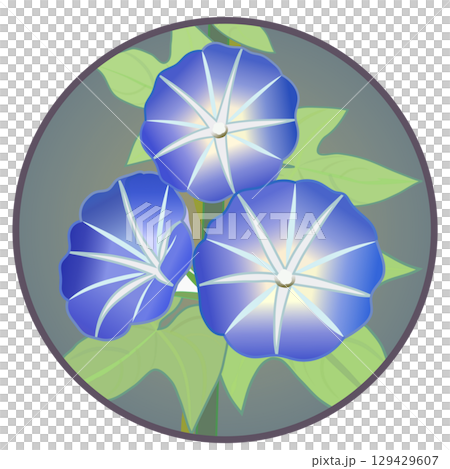 具有圓形背景的牽牛花插圖 具有圓形背景的牽牛花插圖 129429607