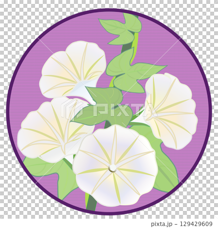 具有圓形背景的牽牛花插圖 129429609