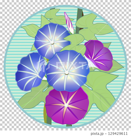 具有圓形背景的牽牛花插圖 129429611