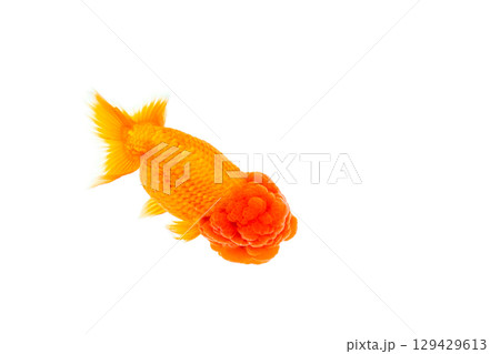 金魚　らんちゅう 129429613