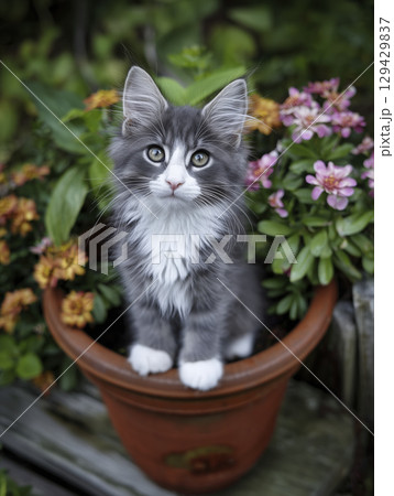 Small fluffy grey white kitten sitting comfortably inside terracotta flower pot surrounded green plant colorful flower outdoor garden patio setting displaying cute curious innocent expression Small fluffy grey white kitten sitting comfortably inside terracotta flower pot surrounded green plant colorful flower outdoor garden patio setting displaying cute curious innocent expression 129429837