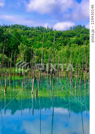 白金青い池・白い雲（北海道・美瑛町） 129430146