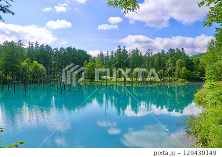 白金青い池・白い雲（北海道・美瑛町） 129430149