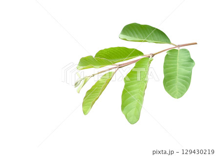 Cut Out Guava Top Leaf Branch 129430219