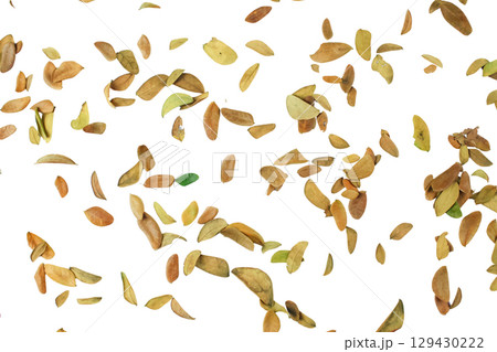 Dried Rain Tree Leaf Background Isolated Dried Rain Tree Leaf Background Isolated 129430222