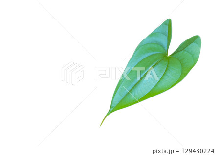 Heart-Shaped Leaf Isolated Heart-Shaped Leaf Isolated 129430224