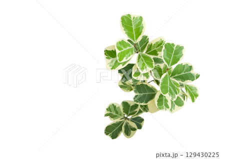 Mistletoe Fig or Ficus Deltoidea Leaf Cluster Isolated Mistletoe Fig or Ficus Deltoidea Leaf Cluster Isolated 129430225