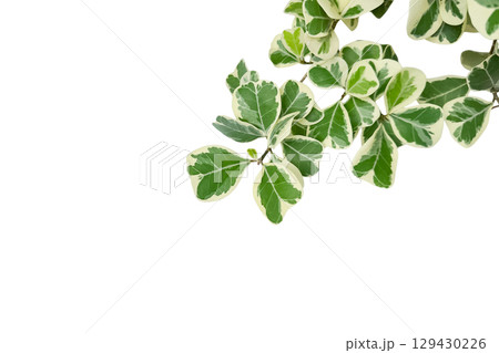 2. Mistletoe Fig or Ficus Deltoidea Leaf Cluster Isolated 129430226