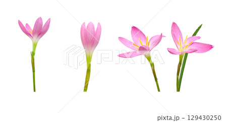 Fairy Lily Plant Isolated on White Background 129430250