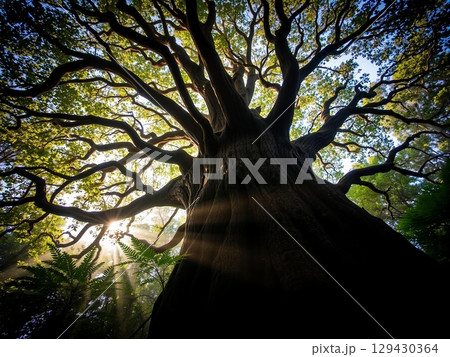 Majestic Ancient Redwood Tree in Golden Sunlight Forest 129430364