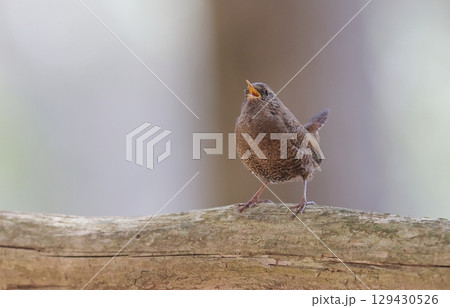 さえずるミソサザイ 129430526