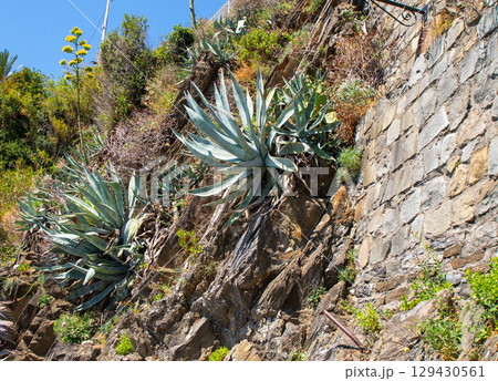 Agave chrysantha flower plant Agave chrysantha flower plant 129430561