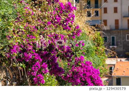 Pink violet Bougainvillea flower buds blooming. Summer nature 129430579
