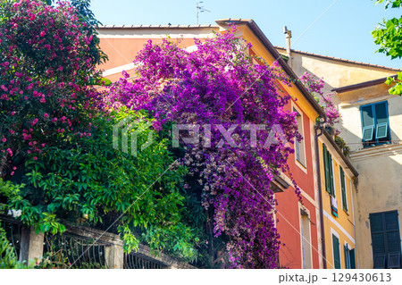 Bougainvillea violet flower plant. Colorful house building. Monterosso Italian village. Cinque Terre street architecture Italy. Bougainvillea violet flower plant. Colorful house building. Monterosso Italian village. Cinque Terre street architecture Italy. 129430613