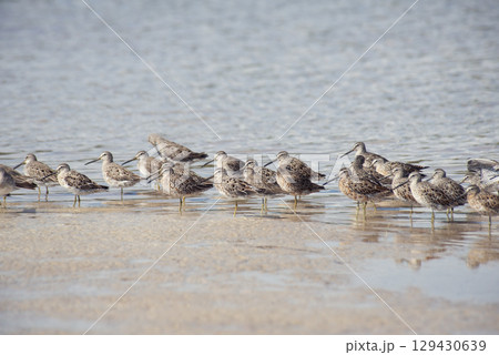 Long Billed Dowitcher Birds in Florida Beach 129430639
