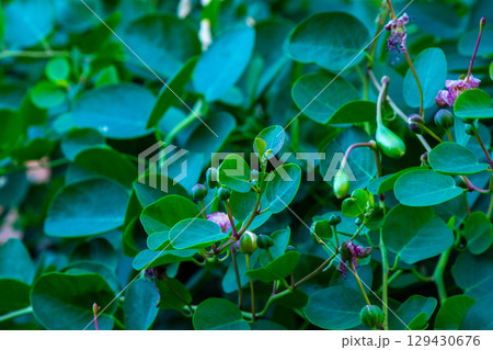 Capers fruit harvest. Green berries on a bush in the garden. Capers fruit harvest. Green berries on a bush in the garden. 129430676