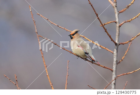 ヒレンジャク 129430775