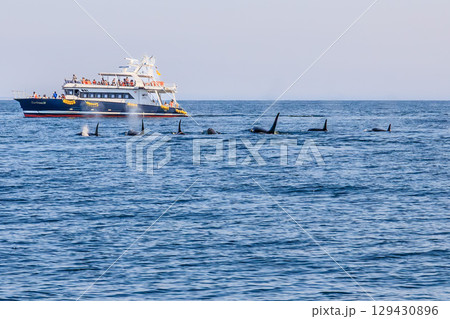 羅臼の海を泳ぐシャチの群れ 129430896