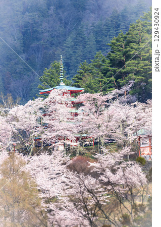 桜に包まれた新倉山浅間神社五重塔 129430924