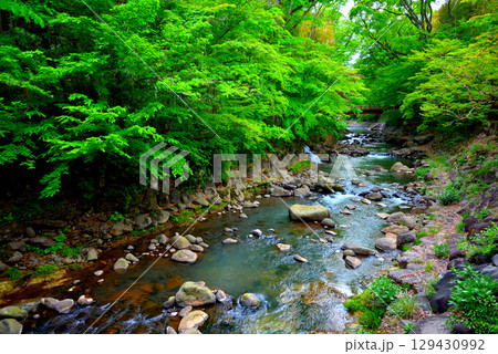 中部地方・伊豆修善寺温泉・桂橋(結ばれ橋)から楓橋(寄り添い橋)を眺める・静岡県伊豆市修善寺(2) 129430992