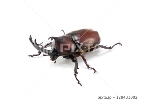 カブトムシ 白バック 129431002