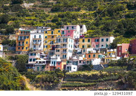 Multicolor houses building on cliff edge. Manarola Italian village Cinque Terre, Liguria, Italy. Summer 129431097