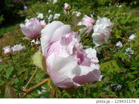 Pink Peony Flower Bud with Bee 129431179