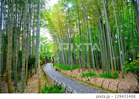 中部地方・伊豆修善寺温泉・撮影スポット、竹林の小径を散歩するイメージ・静岡県伊豆市修善寺(3) 129431408