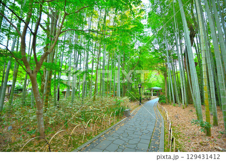 中部地方・伊豆修善寺温泉・撮影スポット、竹林の小径を散歩するイメージ・静岡県伊豆市修善寺(7) 129431412