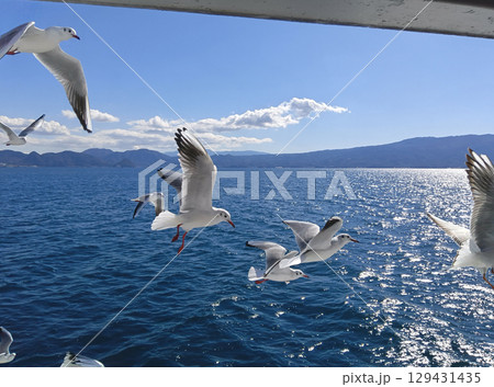 海を飛び交うカモメ 129431435