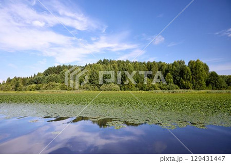 Calm Water Surface with Algae and Tree Reflections Calm Water Surface with Algae and Tree Reflections 129431447