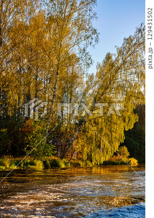 Serene Riverbank Scene with Lush Greenery 129431502
