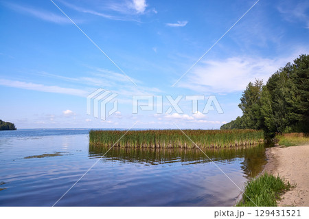 Cattails Growing in Riverbank Marsh on Summer Day Cattails Growing in Riverbank Marsh on Summer Day 129431521