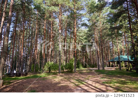 Sunlit Pine Forest Clearing with Picnic Shelter and Benches 129431523